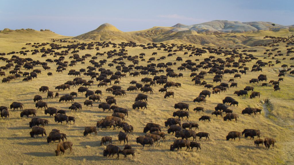 In a scene from National Geographic’s America the Beautiful on Disney+, a bison herd migrates across the grassland.