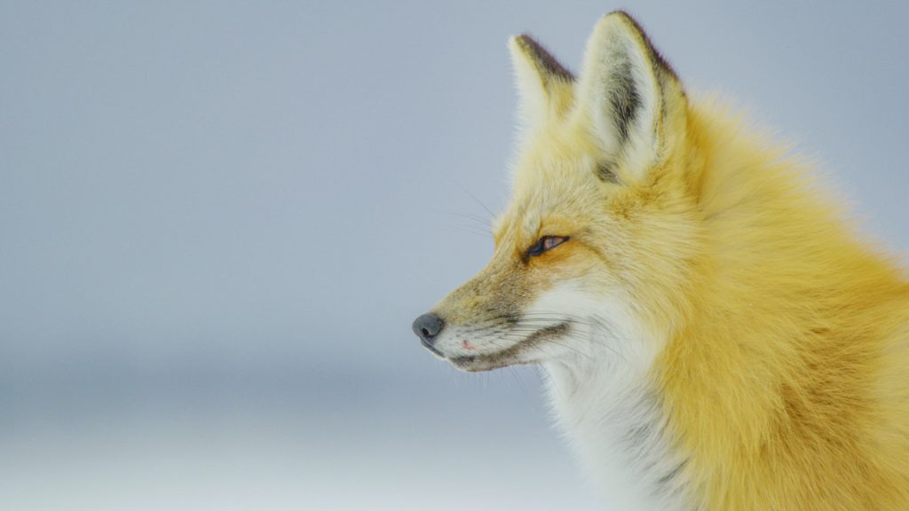 In a scene from National Geographic’s America the Beautiful on Disney+, a fox with blood on its lip surveys the land.