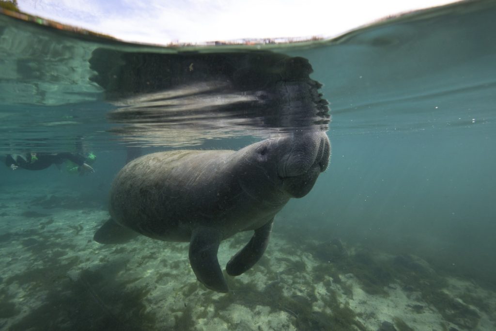 In a scene from National Geographic’s America the Beautiful on Disney+, a manatee surfaces to breathe.