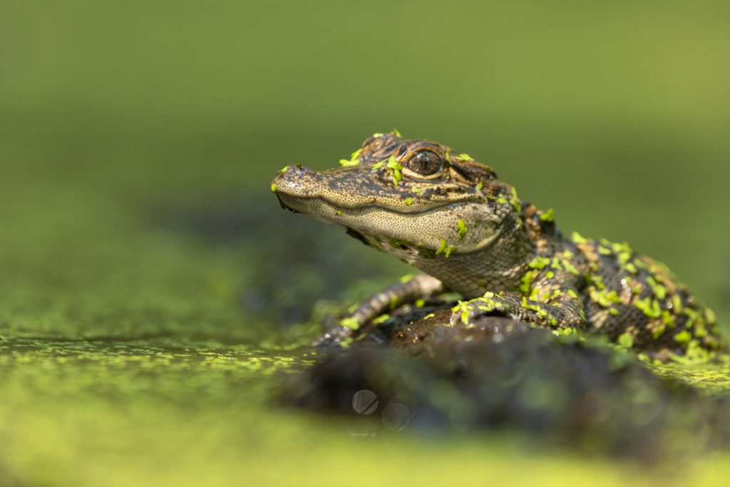 In a scene from National Geographic’s America the Beautiful on Disney+, an alligator hatchling basks in the Southern swamps.