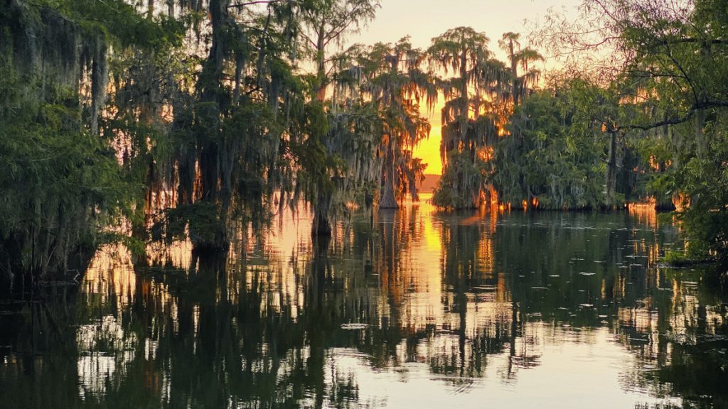 In a scene from National Geographic’s America the Beautiful on Disney+, the sunk peeks through the trees in the southern swamps of Lake Martin, Louisiana.