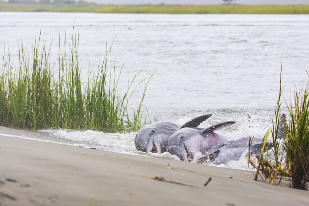 In a scene from National Geographic’s America the Beautiful on Disney+, dolphins strand feed in Kiawah, South Carolina.