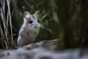 In a scene from National Geographic’s America the Beautiful on Disney+, a beach mouse scouts the sand dunes for sea oats.