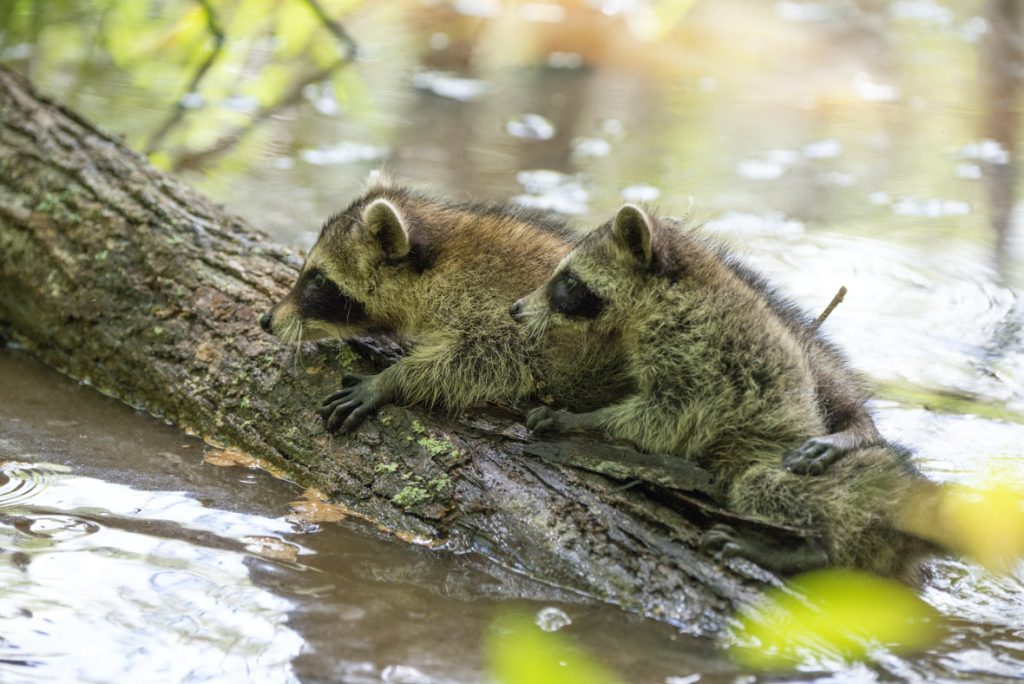 In a scene from National Geographic’s America the Beautiful on Disney+, two raccoons stay afloat on a log in the water.