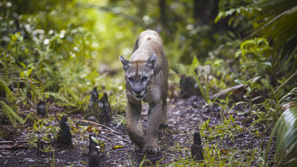 In a scene from National Geographic’s America the Beautiful on Disney+, the Florida panther—one of the rarest mammals in the world—saunters across the plant life.
