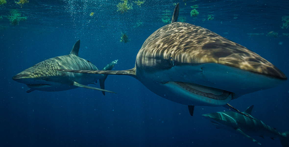 In Sky Sharks, three adult silky sharks swim near the ocean’s surface.
