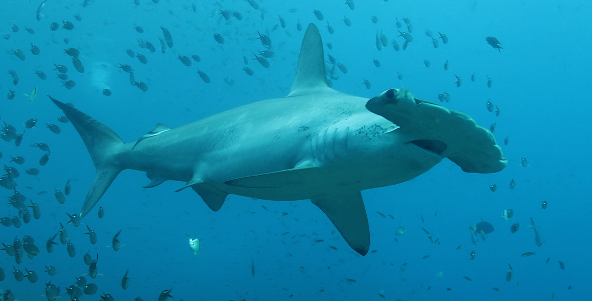 In Shark Side of the Moon, a hammerhead swims in waters off the Galapagos Islands, surrounded by marine life.