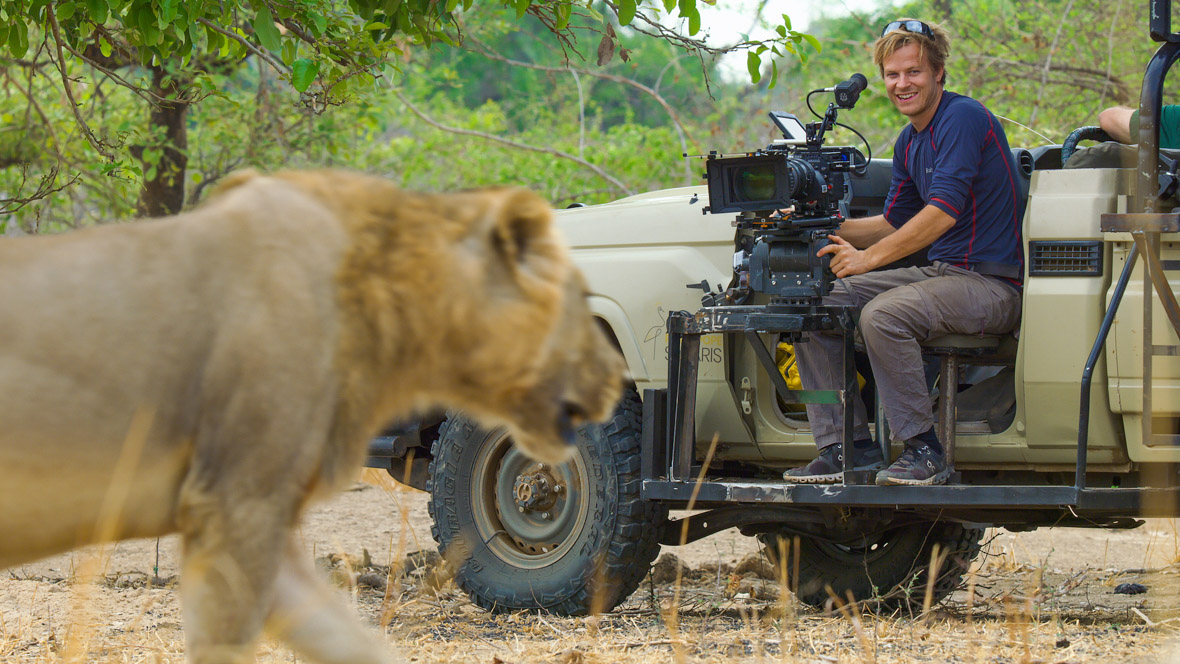 Bertie Gregory looks on as a male lion walks past the filming vehicle.
