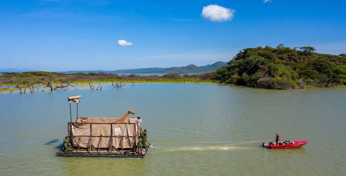 A small red boat leads a large rectangular barge across a body of water. Inside the barge are two giraffes wearing blinders. Lush green landscapes are seen in the distance along with a bright, blue sky containing two fluffy white clouds.