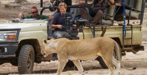 A lion from the Mwamba pride walks closely past Bertie Gregory's filming vehicle.