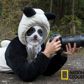 The National Geographic logo with yellow rectangle frame with the word “LIVE” to the right, advertising NatGeo’s speaker series. Along with it is a photo of photographer Ami Vitale dressed as a panda bear. She is laying on her stomach in a forest, leaning on her elbows and holding a large camera. She is wearing a complete panda costume, including a mask that covers her face.