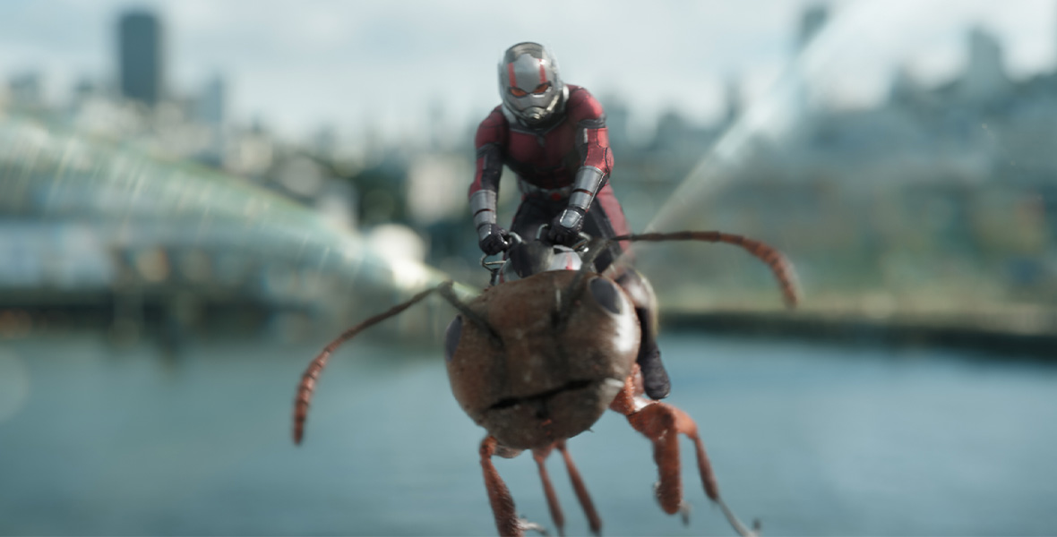 In a scene from Marvel Studios’ Ant-Man and the Wasp, actor Paul Rudd portrays Ant-Man and wears a red and black Super Hero suit with a silver helmet. Rudd sits on top a winged insect and flies through the sky. The blurred background depicts a metropolitan skyline with tall skyscrapers and large bridges.