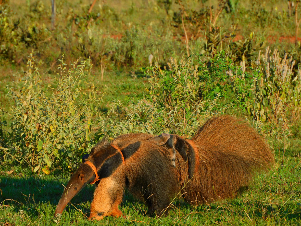 A giant anteater walks through the Brazilian Cerrado with a cub on its back.