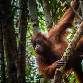 An orangutan climbs a tree.