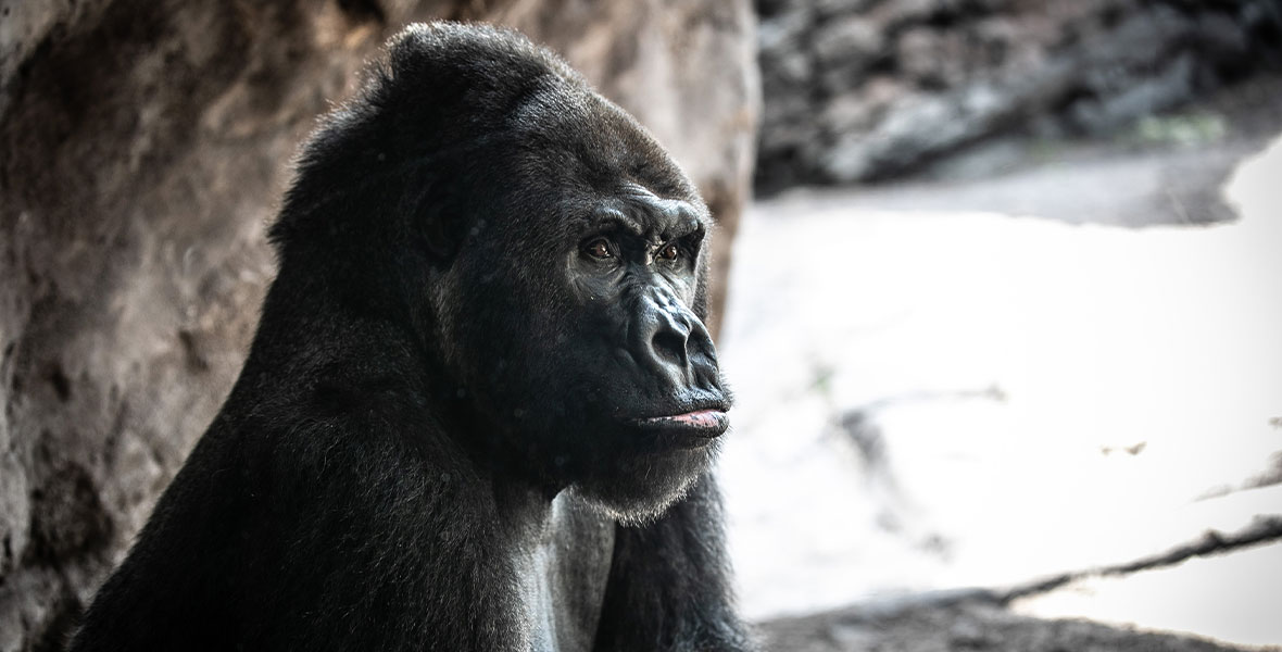 A silverback gorilla at Disney’s Animal Kingdom Theme Park at Walt Disney World Resort in Lake Buena Vista, Florida. He sits next to a large, brown rock formation inside the habitat on Gorilla Falls Exploration Trail and looks forward.