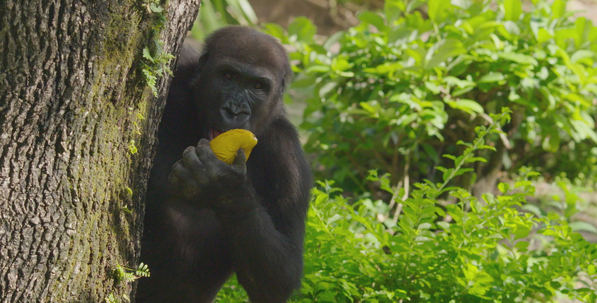 A Western Lowland gorilla peeks out from behind a tree and plays with a toy.