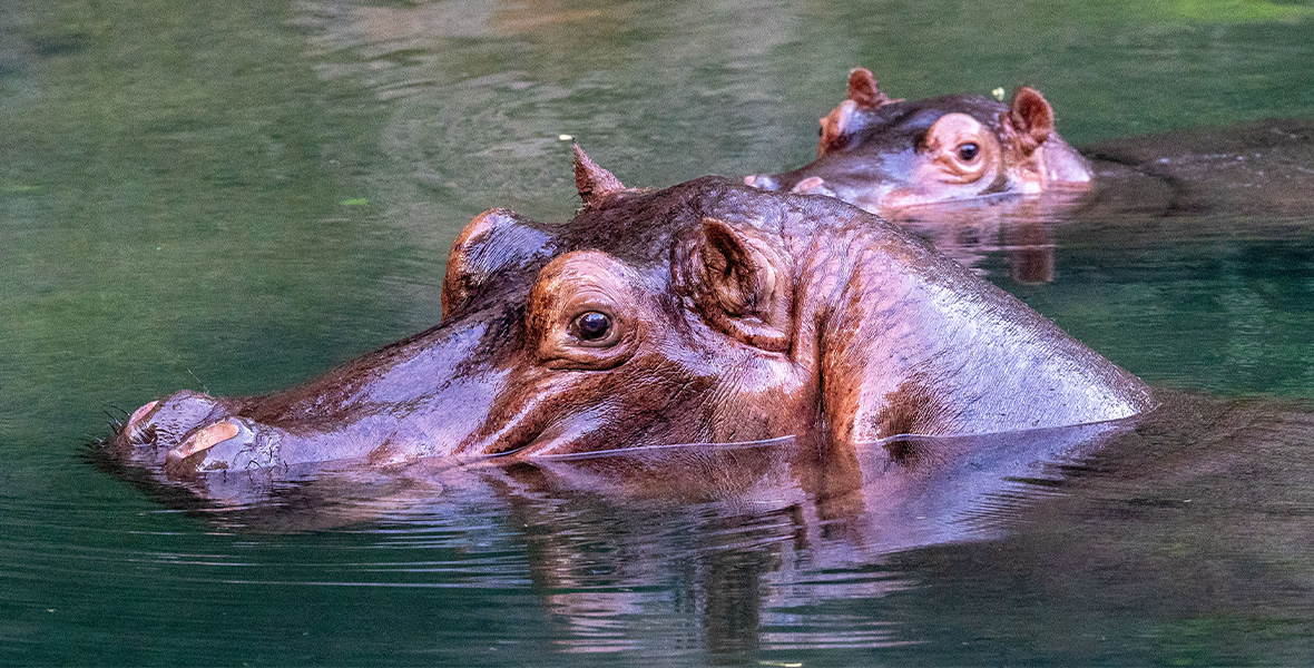 In a scene from the National Geographic series Magic of Disney’s Animal Kingdom, two hippos stick their heads above the water’s surface.