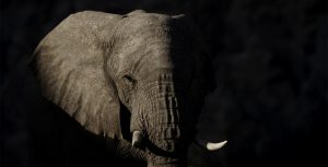 A desert elephant emerges from the shadows in the Ugab Valley in Namibia.