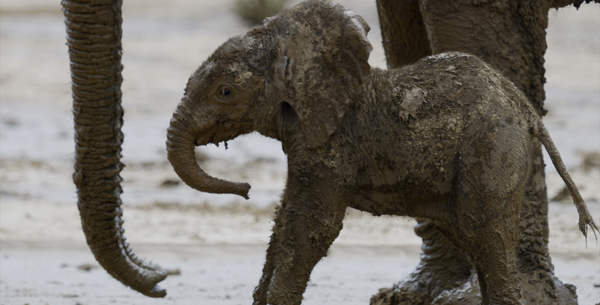 A baby elephant is covered in a mud bath in the Namib Desert in Namibia.