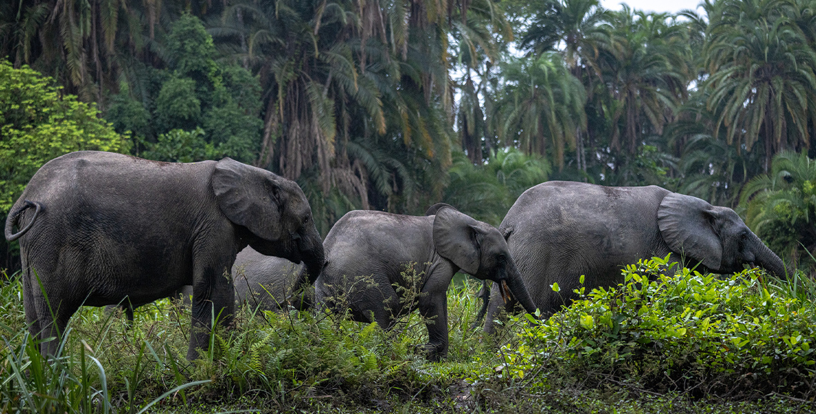 Three forest elephants mine for minerals along the riverbanks of Odzala National Park in the Republic of Congo.