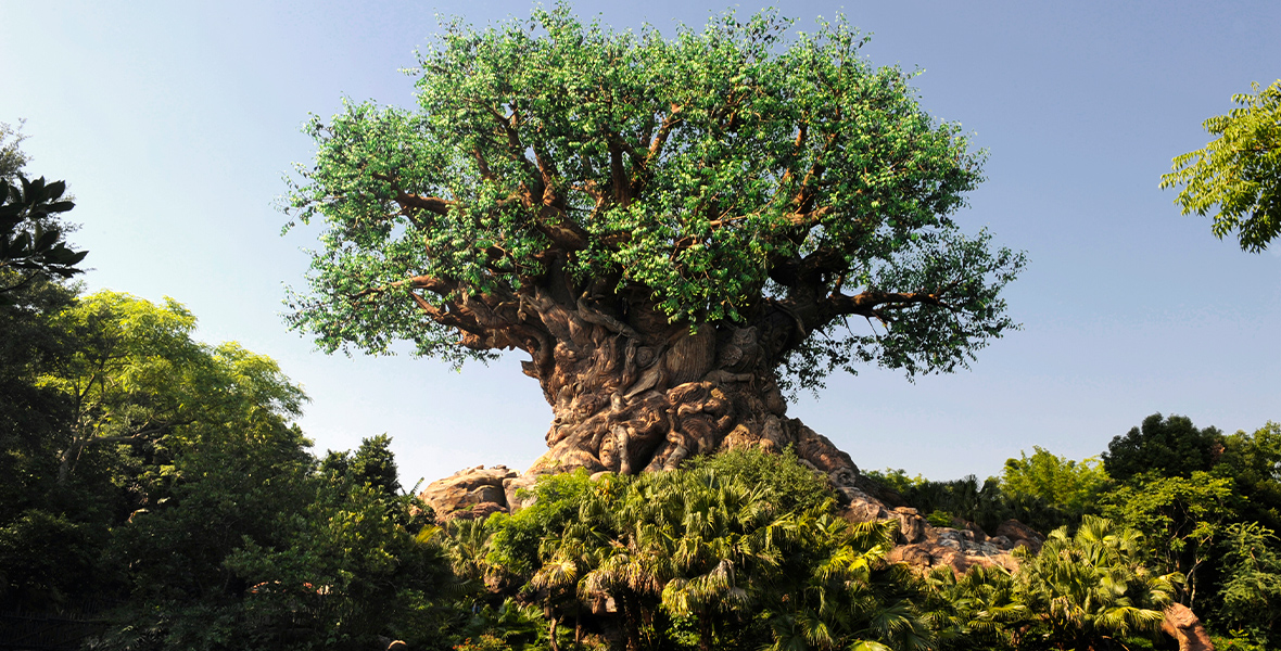 A view of the enormous Tree of Life in Disney’s Animal Kingdom Theme Park. The tree’s trunk is wide and etched with animal carvings, and its green leaves are thick and thriving at the top. Lush greenery surrounds the base of the tree and surrounding areas.