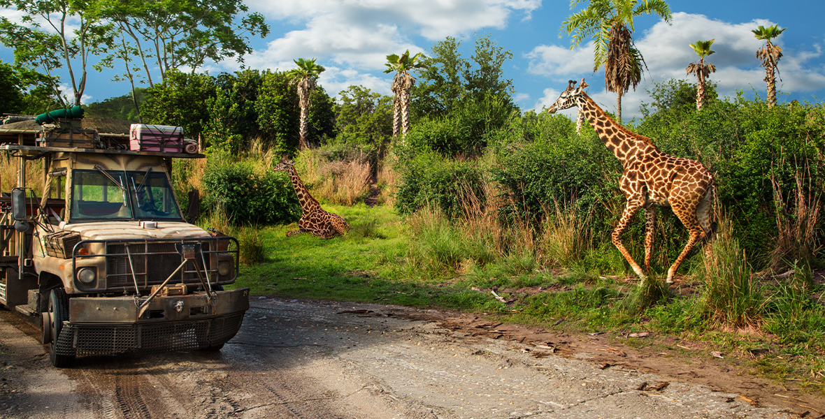 On Kilimanjaro Safaris, an empty safari vehicle sits on the road. Giraffes wander nearby, traversing the lush terrain.