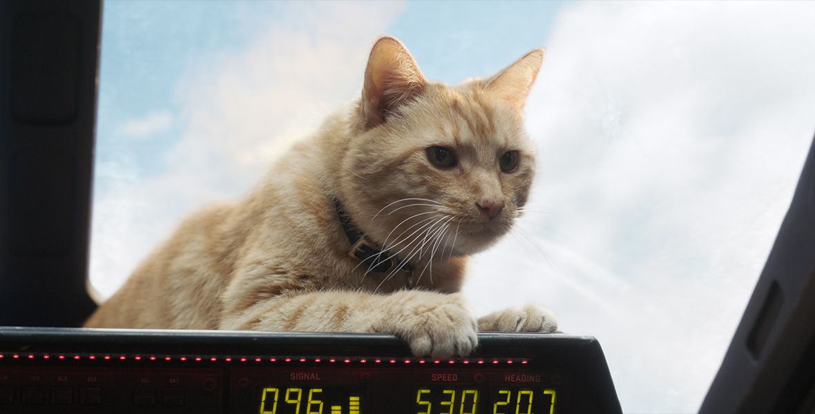 Goose, an orange tabby cat, sits on top of the control panel inside a plane’s cockpit. The image is framed so you can mostly just see Goose, who is looking off camera to the right.