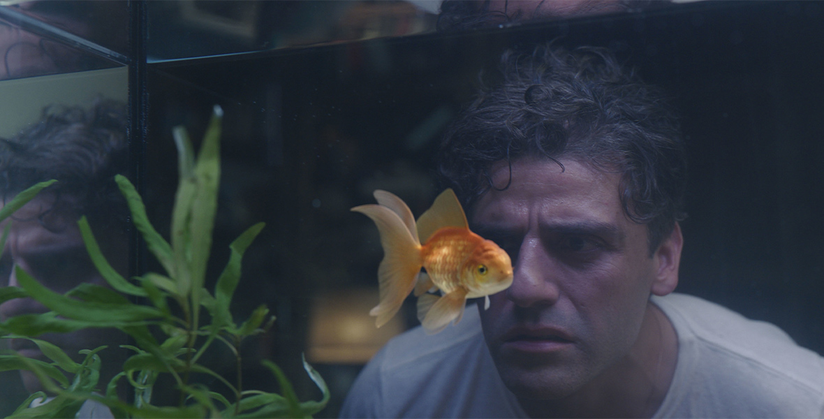 Steven Grant stares into a goldfish tank, which is mostly empty except for the large goldfish swimming directly in front of him.