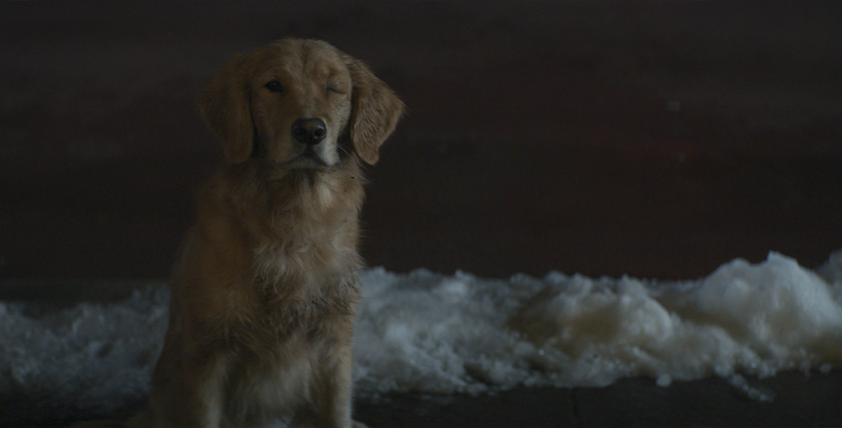 Lucky, a one-eyed golden retriever, sits in front of a line of icy snow on the street.