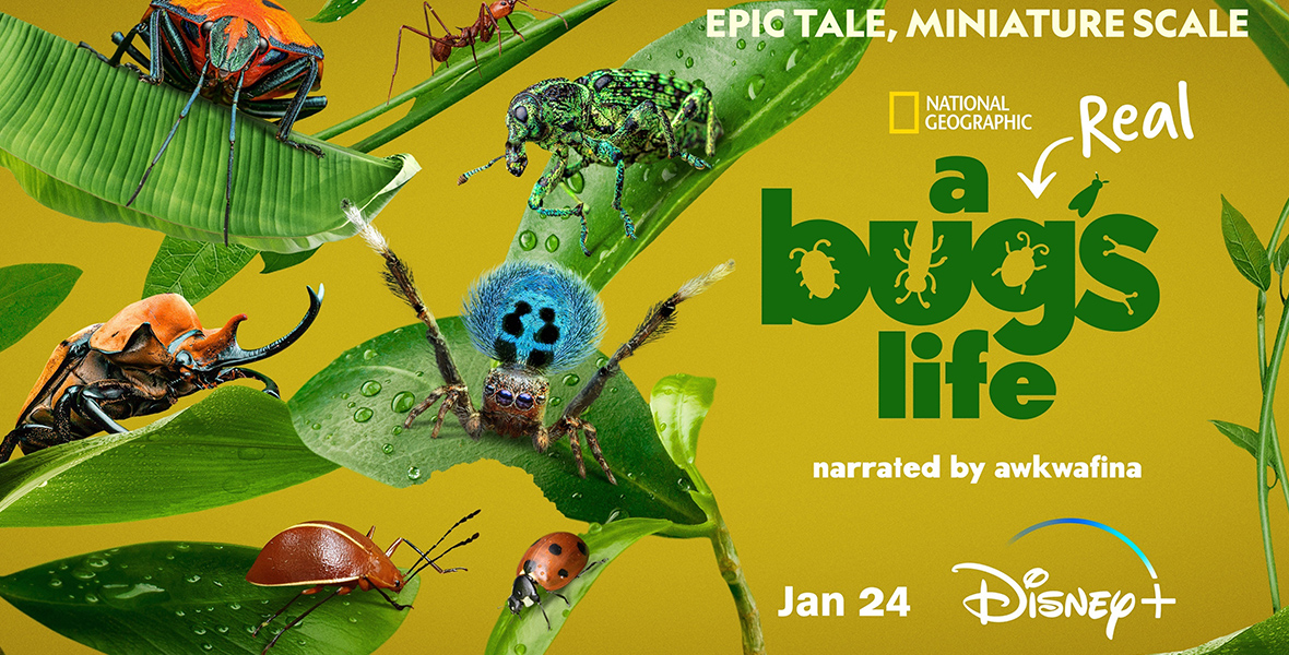 On a yellow background, several bugs sit on green leaves. On the right side of the graphic, text reads Epic Tale, Miniature Scale. Below that is the National Geographic logo and under that, a real bugs life is written with bugs cut out of each letter of the word bug. Below that, text says narrated by Awkwafina and below that it says Jan 24 with the Disney+ logo next to that date.