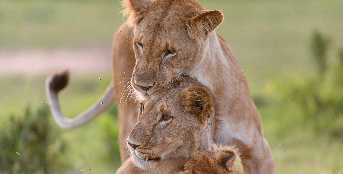 Two lionesses and a cub are affectionately touching. The background depicts a grassy natural environment.