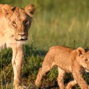 In a scene from Queens, a lioness (left) and her young cub (right) walk through the grass of Easy African plains.