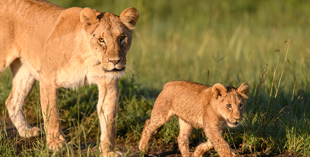 In a scene from Queens, a lioness (left) and her young cub (right) walk through the grass of Easy African plains.