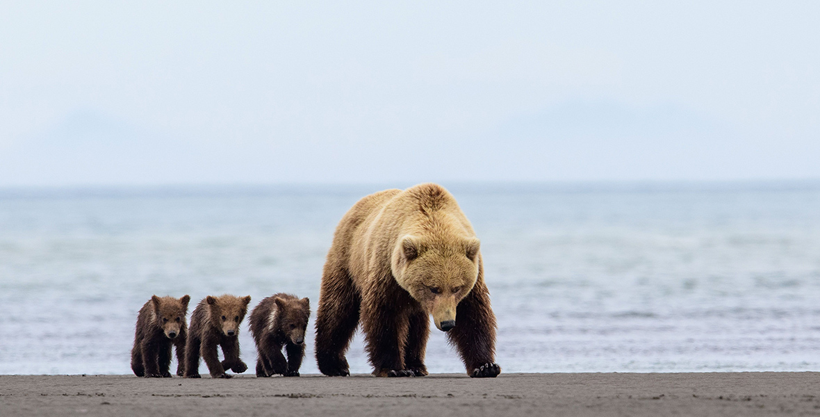 In a scene from Queens, a female brown bear is followed by her three cubs across the mudflats at low tide. A flat, blue ocean stretches out behind them.