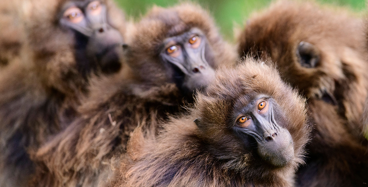 In a scene from Queens, the gelada sisterhood of primates sits together, looking at the camera.