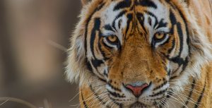 In a scene from the film Tiger, a tiger is stares into the camera lens.