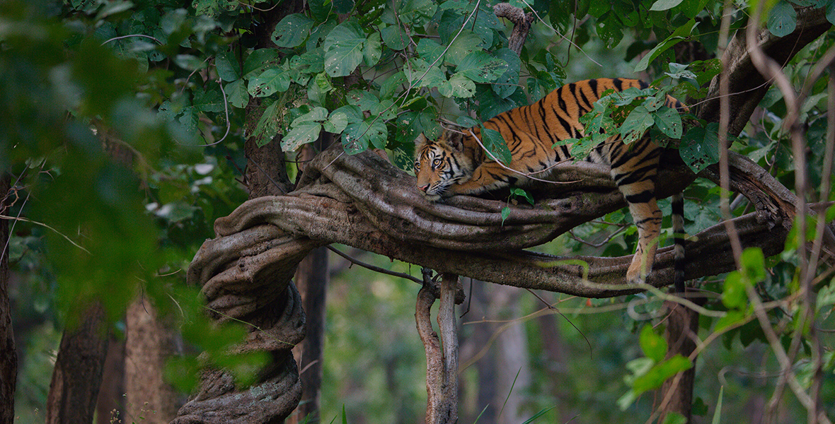 In a scene from Tiger, a tiger perches atop a tree branch, its gaze fixed intently forward. Surrounding leaves and branches envelop the tiger.