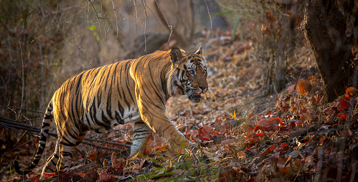 In a scene from Tiger, a grown tiger is crawling on uphill terrain, filled with fall-colored leaves. Trees are in the background.