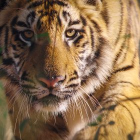 Close-up of a tiger’s face as it walks through a field in a scene from Tiger