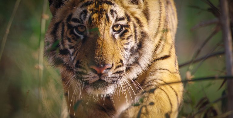 Disneynature Roars into Earth Day with Tiger: A Wildlife Spectacle - D23