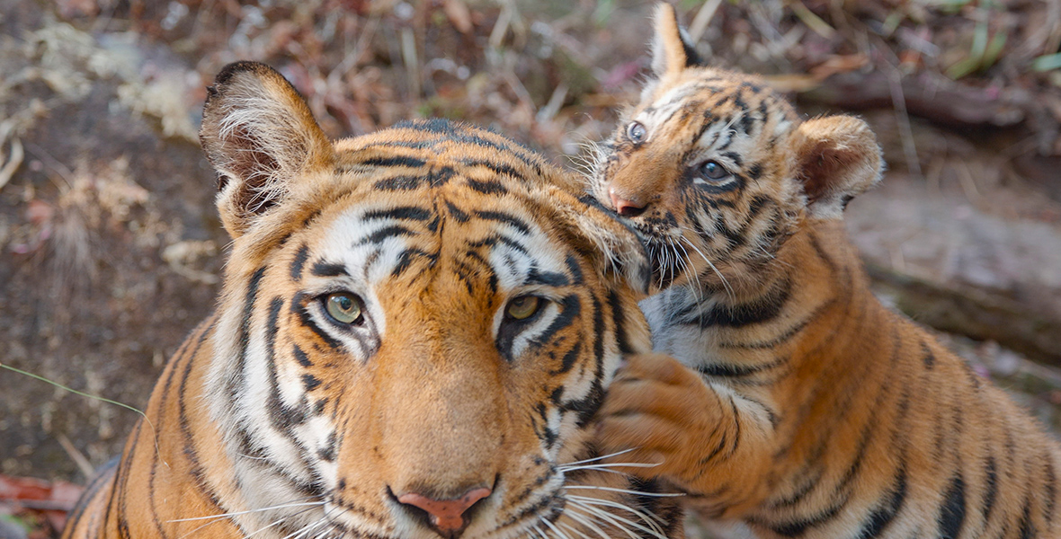 In a scene from Tiger, a tigress is lying down while a cub is playing with its mother’s ear