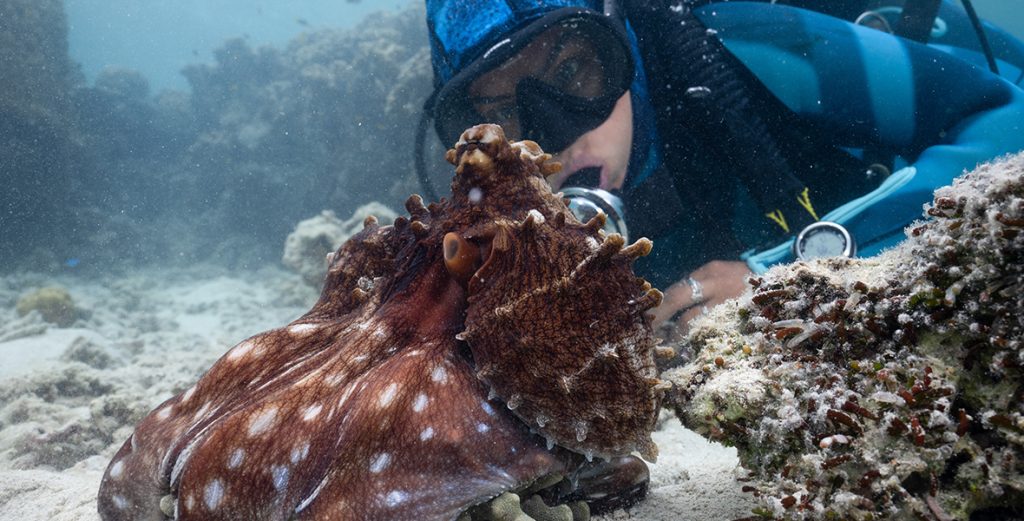Secrets of the Octopus Provides a Mesmerizing Look at Elusive Ocean Dweller