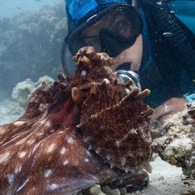 A maroon Day octopus (Octopus Cyanea) with white spots parachutes her web over a coral head, using her arms to forage into the crevices below, while Dr. Alex Schnell observes on SCUBA.
