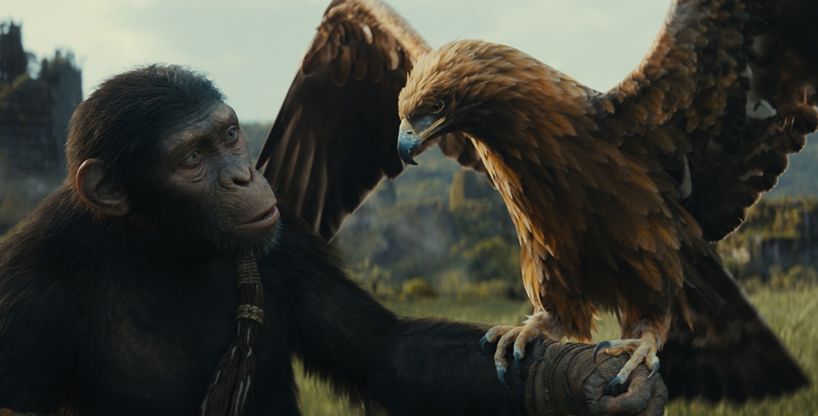 In a scene from Kingdom of the Planet of the Apes, the chimpanzee Noa (played by Owen Teague) stands with his left arm held out, where an eagle is landing on his gloved hand. They are outside in a green landscape that stretches out behind them, out of focus.