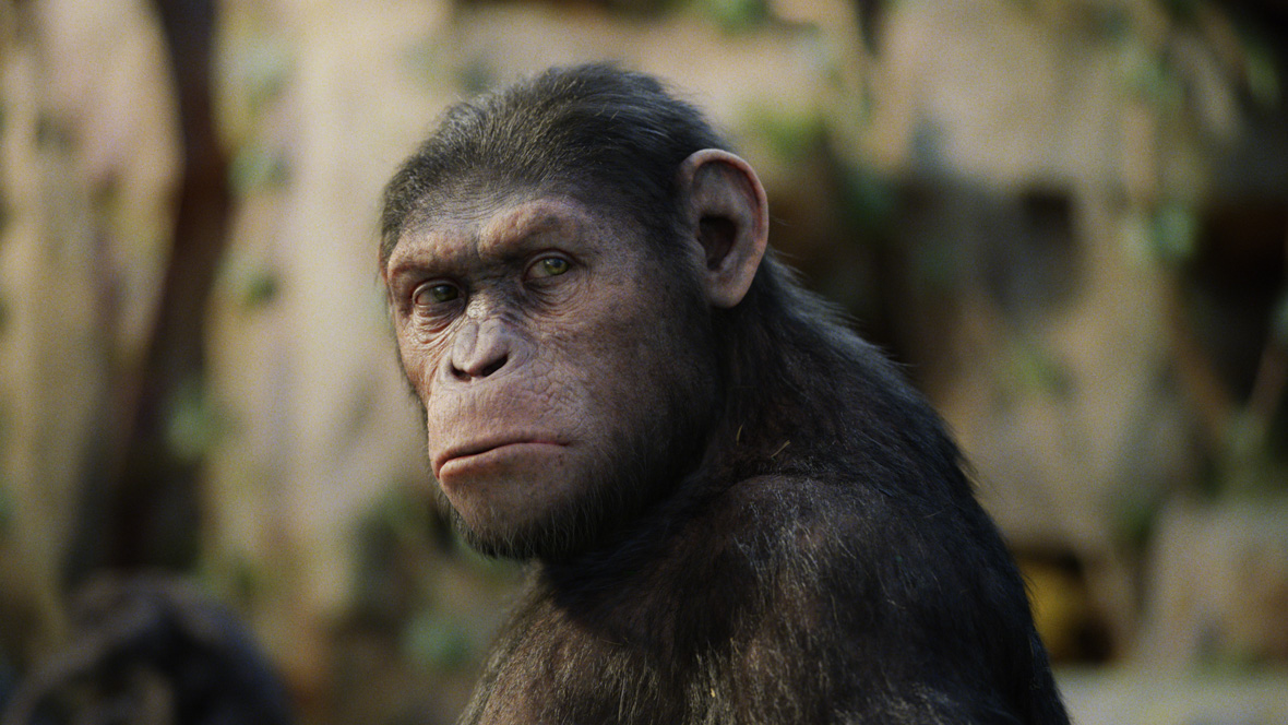 In Planet of the Apes, Caesar looks to his left with a strong gaze.