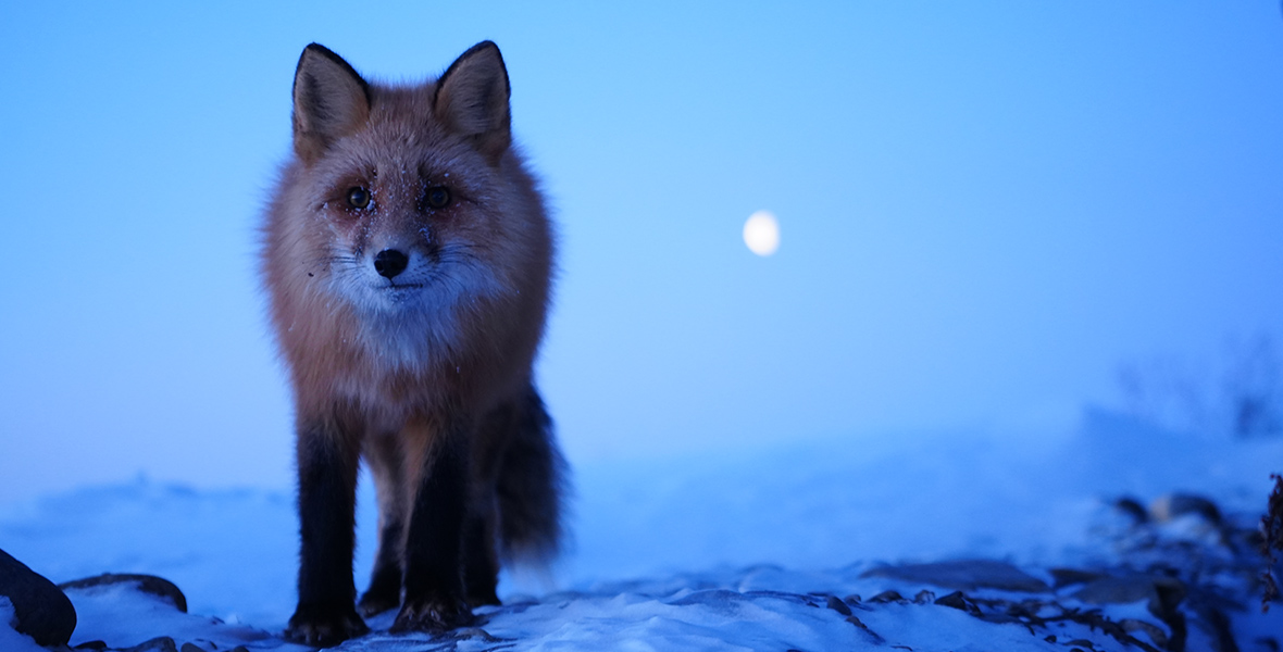 A fox in Life Below Zero