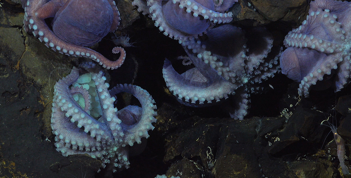 Octopuses in Secrets of the Octopus