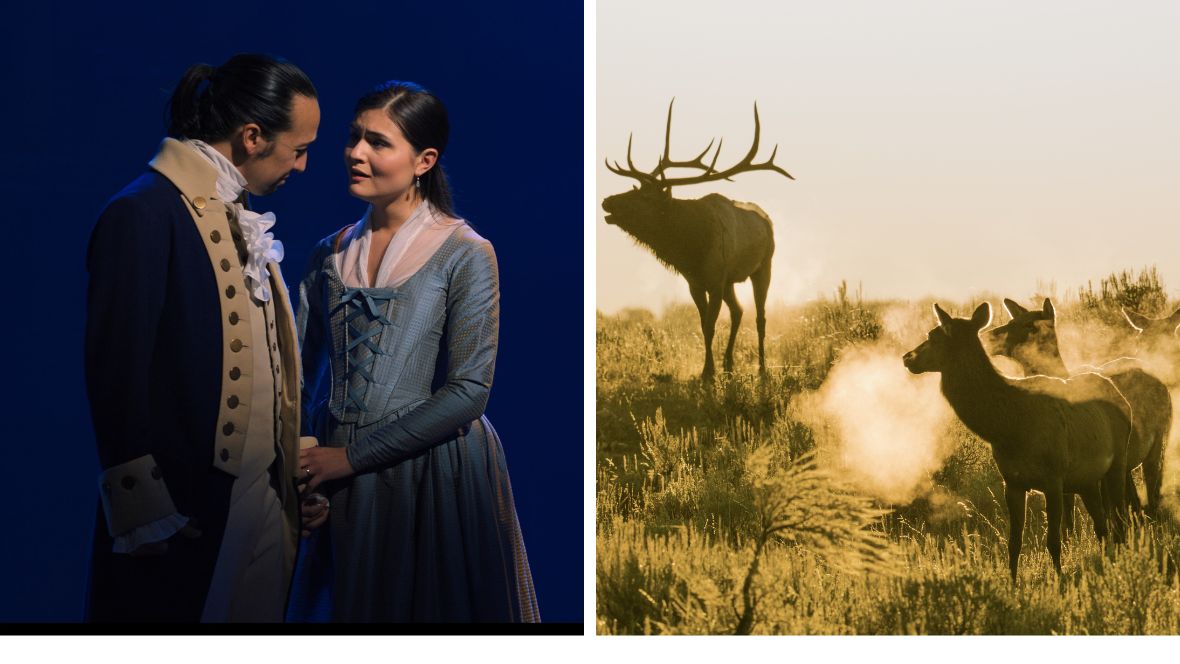 In side-by-side images, Lin-Manuel Miranda and Philippa Soo are seen as Alexander and Eliza Hamilton in the Broadway production of the musical Hamilton; and an image from an image from National Geographic&rsquo;s America&rsquo;s National Parks, in which a bull elk is bugling amongst his harem during the elk rut in Grand Teton National Park.
