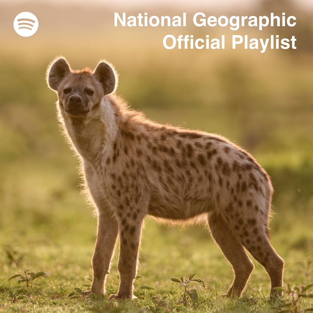 Cover for the "National Geographic Official Playlist" on Spotify, featuring a hyena standing in a sunlit savannah during sunrise or sunset. The warm light highlights the hyena's mottled coat and attentive expression as it looks back towards the viewer. The Spotify logo is displayed in the upper left corner, and the text "National Geographic Official Playlist" is prominently placed at the top, all set against the natural green and golden hues of the background.