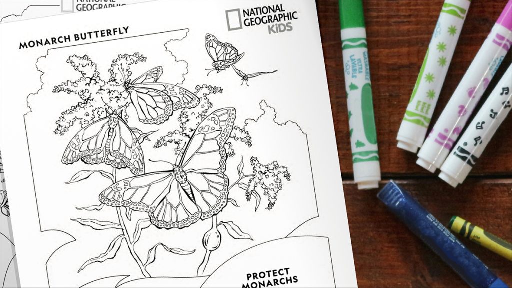 Let Your Creativity Soar with This National Geographic Butterfly Coloring Page